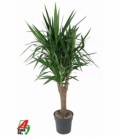 Yucca
