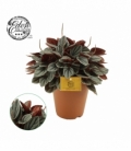 Peperomia