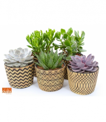 succulents