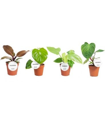 Philodendron