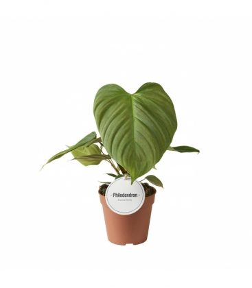 Philodendron