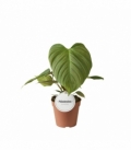 Philodendron