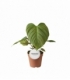Philodendron