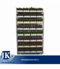 Osteospermum