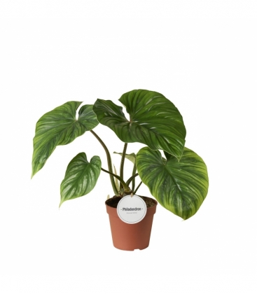 Philodendron
