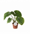 Philodendron