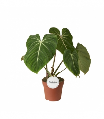 Philodendron