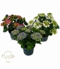 Hydrangea