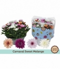 Chrysanthemum