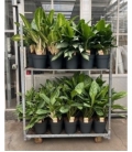 Aglaonema