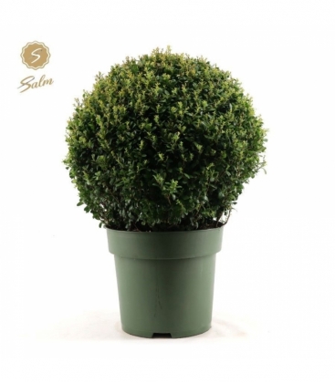 Ilex