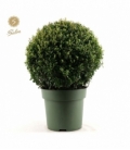 Ilex