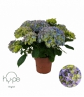 Hydrangea