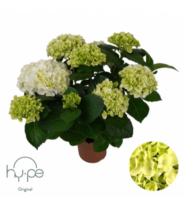 Hydrangea