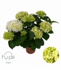 Hydrangea