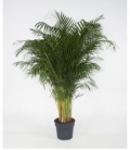Dypsis