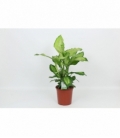 Dieffenbachia