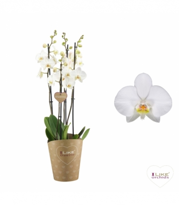 Phalaenopsis