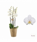 Phalaenopsis