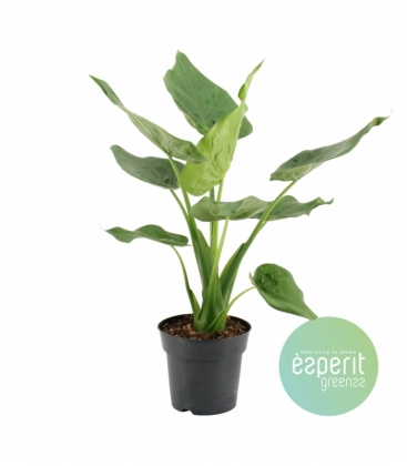 Alocasia