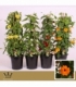 Thunbergia