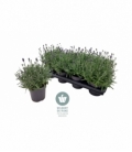 Lavendel