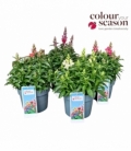 Antirrhinum