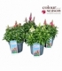 Antirrhinum