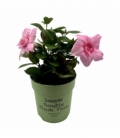 Mandevilla