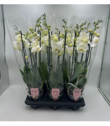 Phalaenopsis