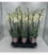 Phalaenopsis