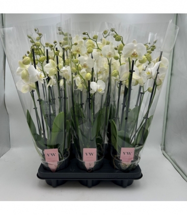 Phalaenopsis