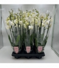 Phalaenopsis
