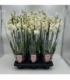 Phalaenopsis