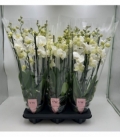 Phalaenopsis