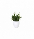 Spathiphyllum