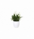 Spathiphyllum