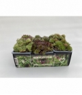 Sempervivum