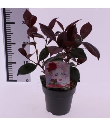 Camellia