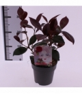 Camellia