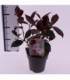 Camellia