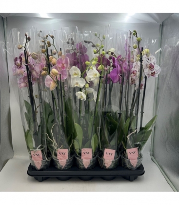 Phalaenopsis