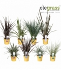 Grasses