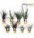Grasses