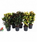 Croton