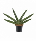 Sansevieria