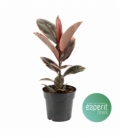 Ficus