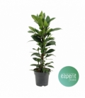 Ficus