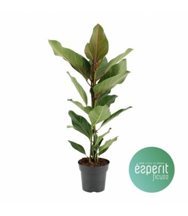 Ficus