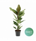 Ficus